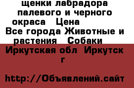 щенки лабрадора палевого и черного окраса › Цена ­ 30 000 - Все города Животные и растения » Собаки   . Иркутская обл.,Иркутск г.